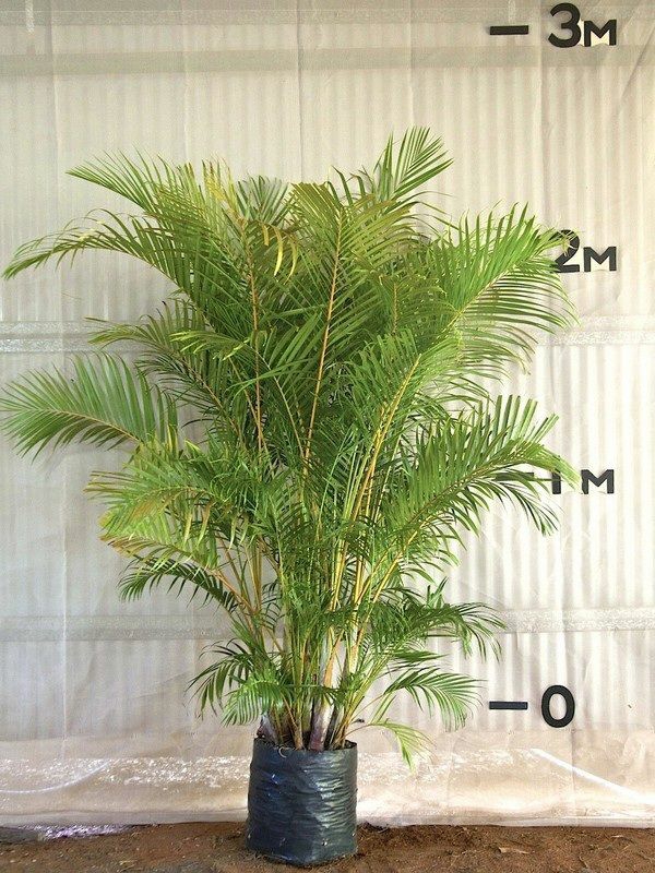 palmenarten goldfruchtpalme palme pflege zimmerpalmen größe