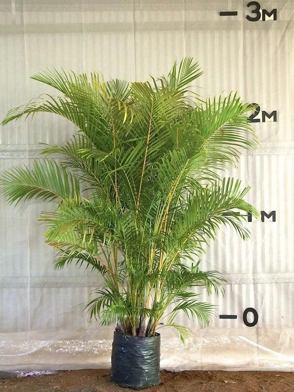 palmenarten goldfruchtpalme palme pflege zimmerpalmen größe