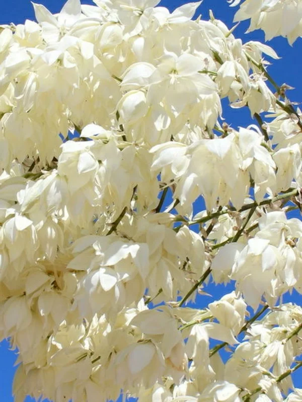 yucca blüten weiß