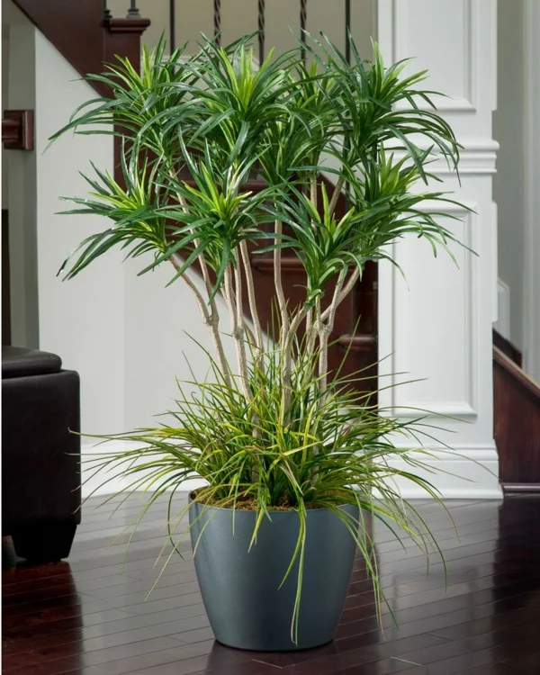 palmlilie yucca pflanze