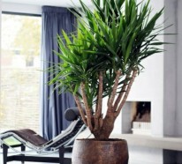 Palmlilie – eine bezaubernde Zier- und Nutzpflanze