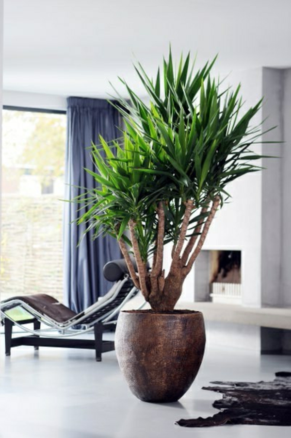 palmlilie yucca wohnzimmer liege pelzteppich