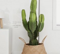 Schöne Zimmerpflanzen Bilder – so können Sie Ihre Wohnung dekorieren