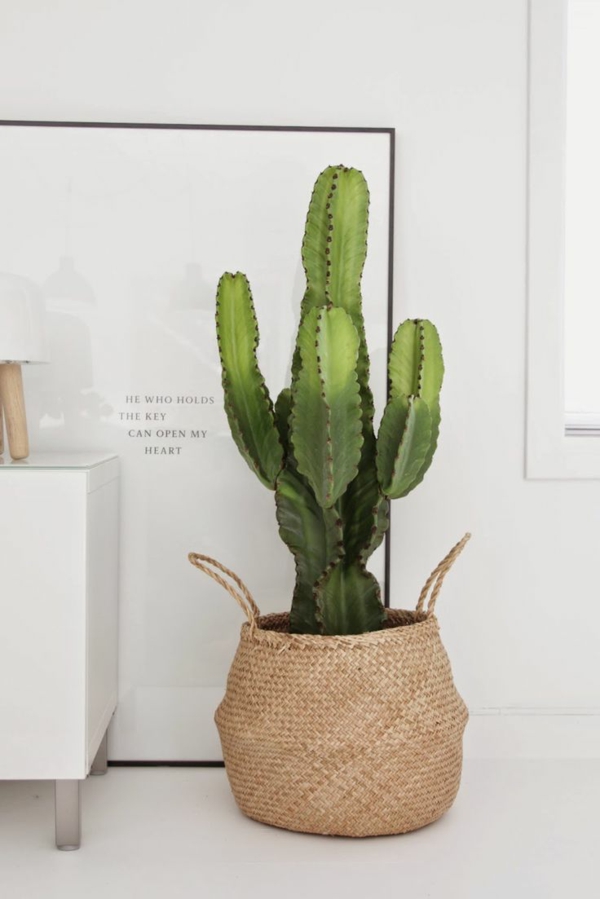 pflegeleichte zimmerpflanzen bildergalerie kaktus bestimmen