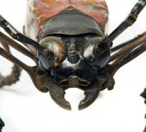 Recycling Kunst – einmalige, graziöse Insekten von Edouard Martinet