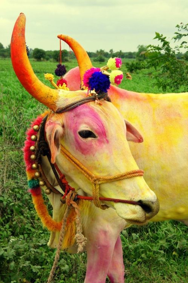 reise nach indien indienreise indische kultur göttliche kuh