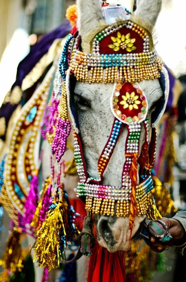reise nach indien indische kultur indische hochzeit pferd