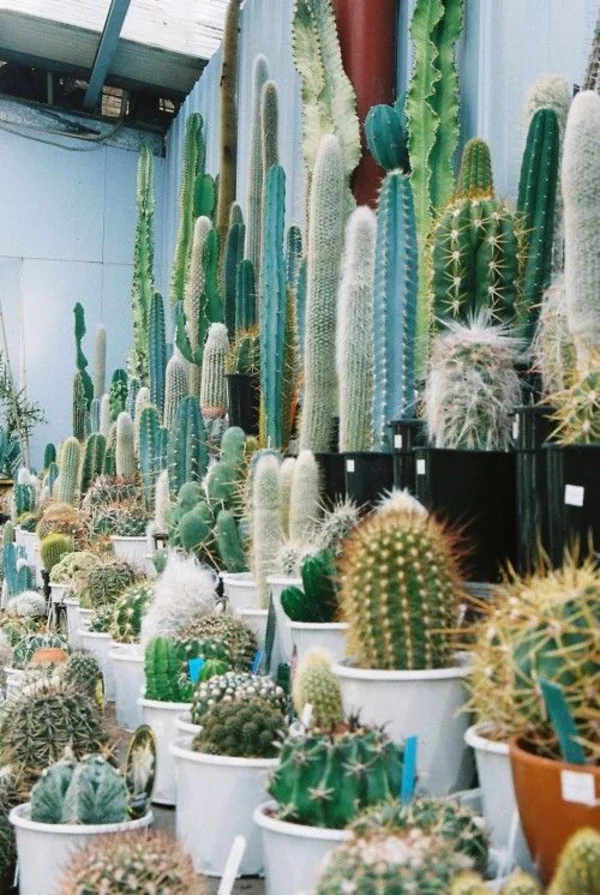 schöne zimmerpflanzen bilder kakteen kaktus bestimmen