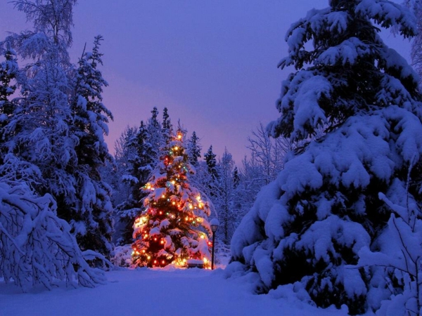 weihnachtsbaumbeleuchtung wald verschneit
