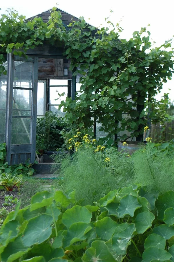 wintergarten bausatz gemüse und pflanzen holz gartenhäuschen