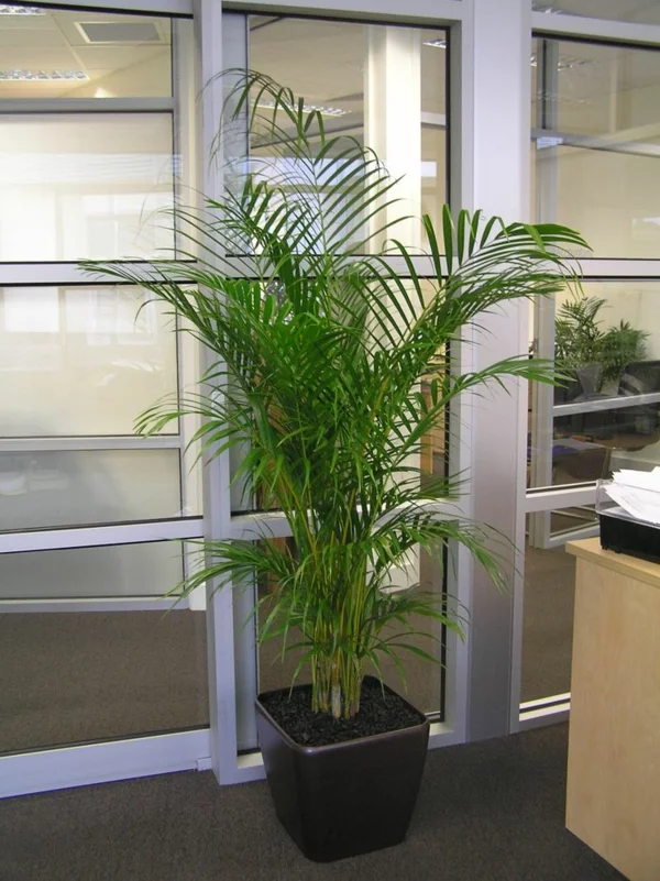 zimmerpalmen palmenarten goldfruchtpalme im office palme pflege