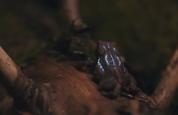 3D Projection Mapping im Wald frosch