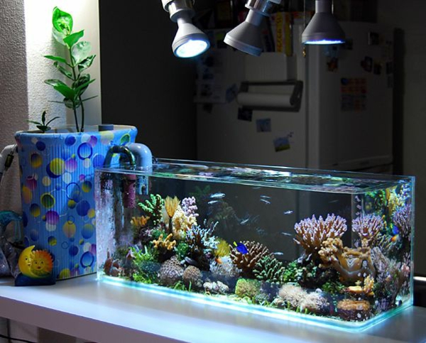 Brillante zierfische Aquarium Dekoration korallen