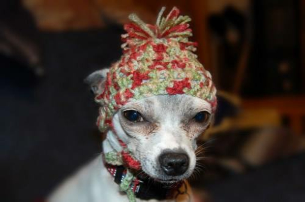 Mützen für Hunde warme Hundekleidung für den Winter