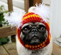 Mützen für Hunde – warme Hundekleidung für den Winter
