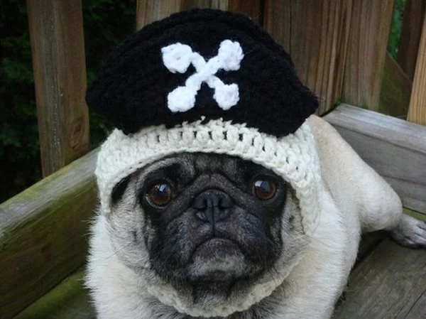 Mützen schwarz weiß Hunde hundebekleidung piraten