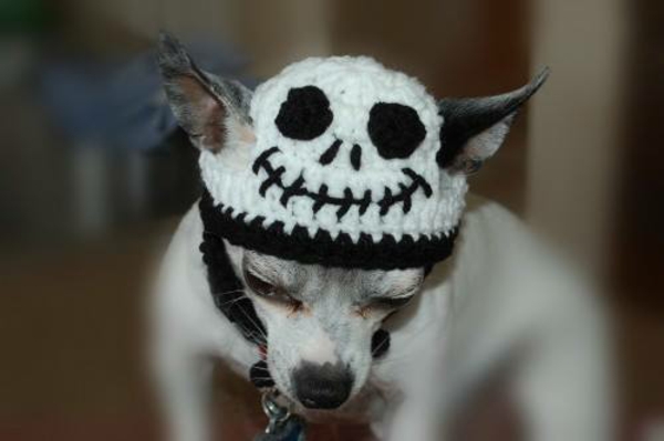 Mützen halloween kostüm Hunde hundekleidung gruselig