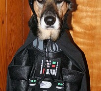 Star Wars Kostüme für Hunde – Darth Vader, Yoda, Ewok