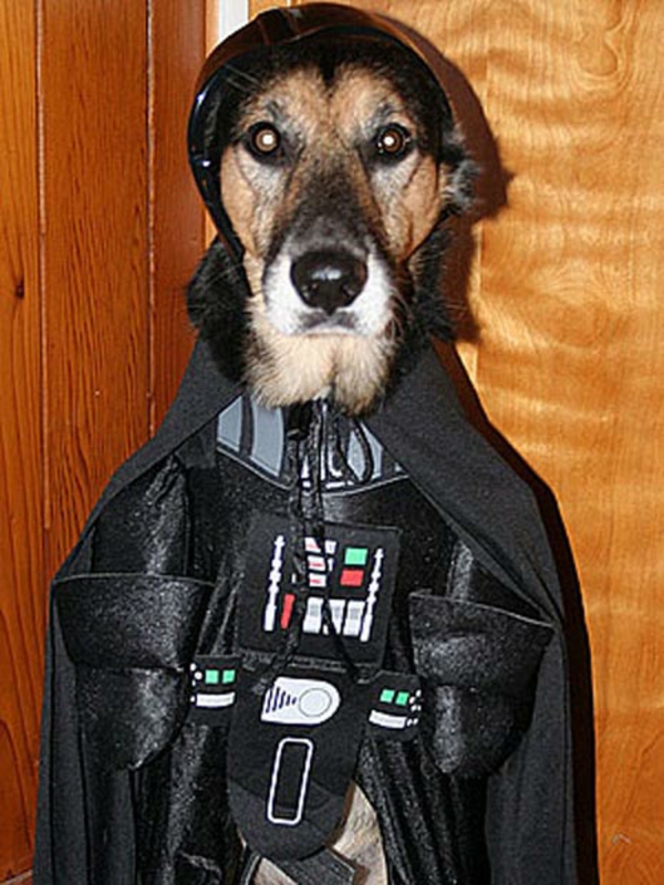 Star Wars für Hunde Darth Vader böse