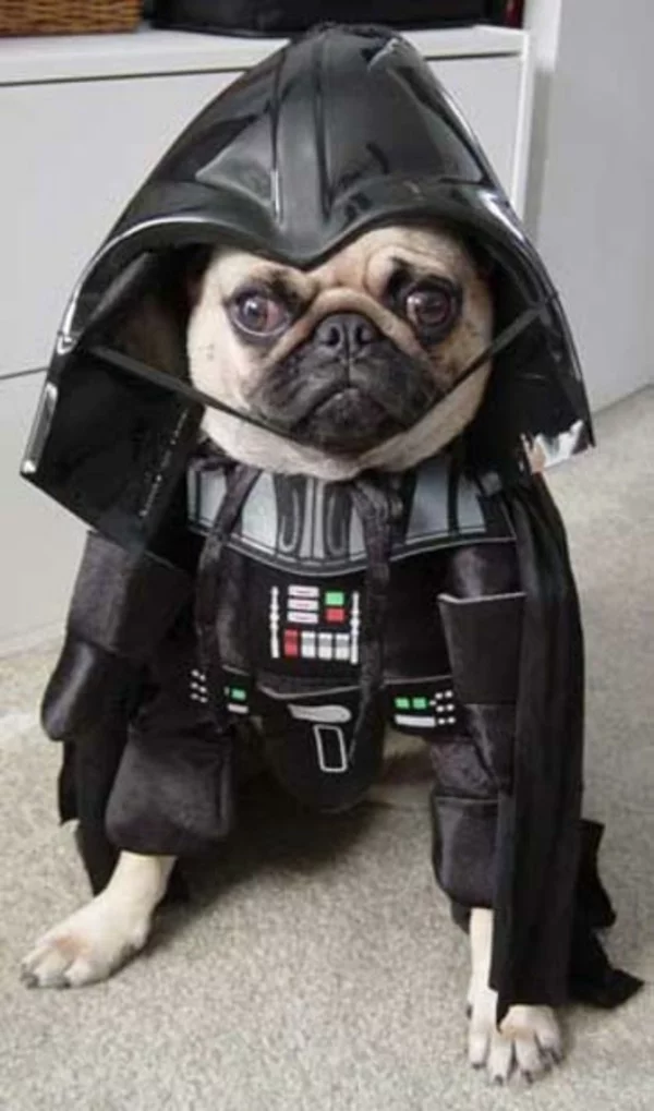 Star Wars für Hunde Darth Vader mops