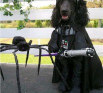 Star Wars Kostüme für Hunde – Darth Vader, Yoda, Ewok