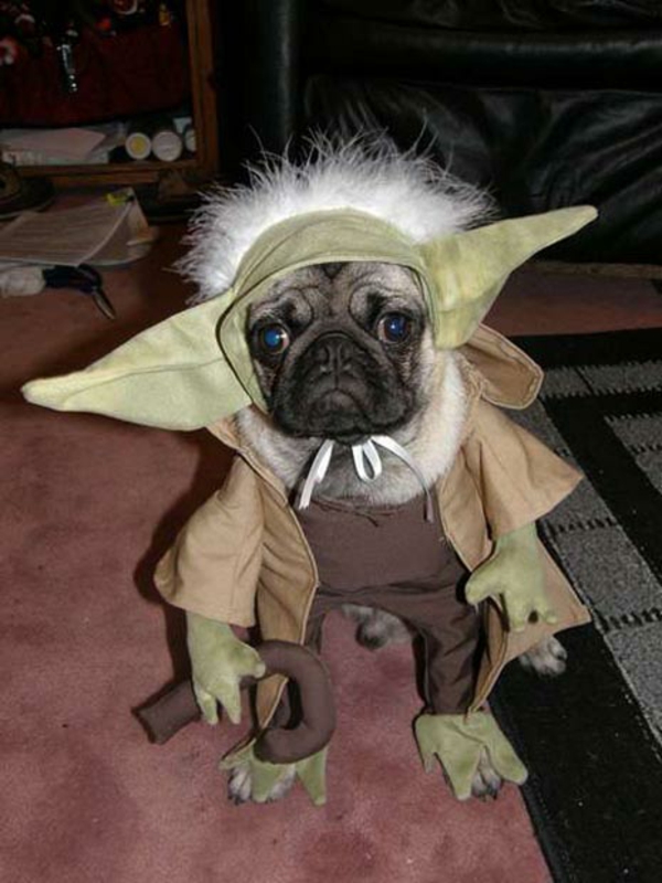 Kostüme für Hunde Yoda mops Star Wars 