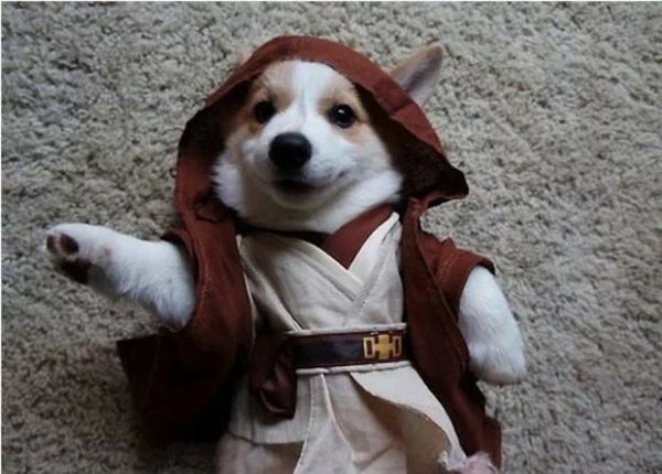  Kostüme Star Wars Hunde halloween