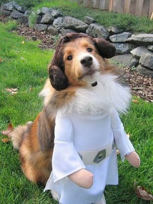 Star Wars Kostüme für Hunde schön
