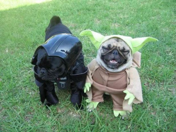 Star Wars Kostüme für Hunde süß yoda
