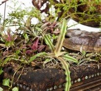 Zimmerpflanzen eigenartig pflegen – bepflanzte Polstermöbel