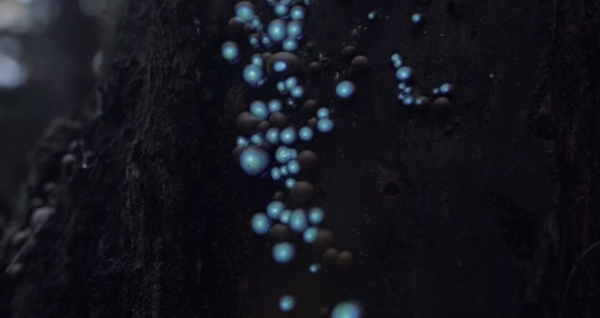 biolumineszent wald  lichter projekt 3d visuell blasen