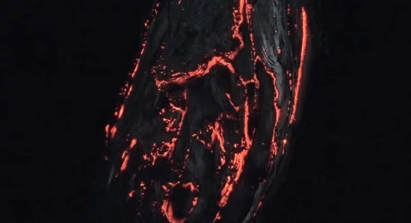 biolumineszent wald lichter projekt 3d visuell