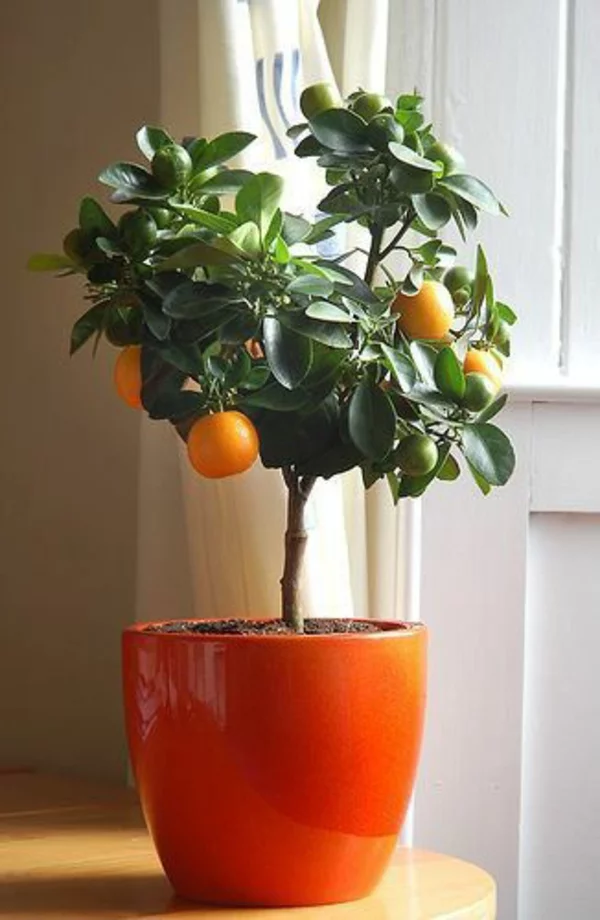 blumenkasten bepflanzen orange glanz