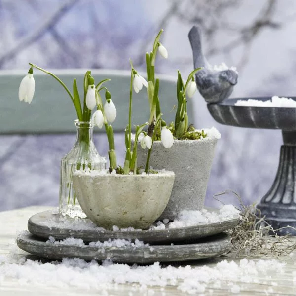 blumenzwiebeln keramisch schüssel weiß winterpflanzen originell
