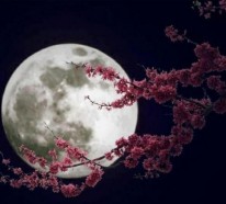 Chinesischer Mondkalender – Was stellen die Mondphasen eigentlich dar?