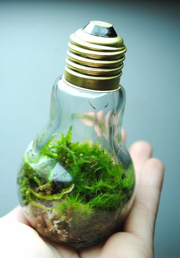 diy projekte alte glühbirnen bastelideen terrarium moos