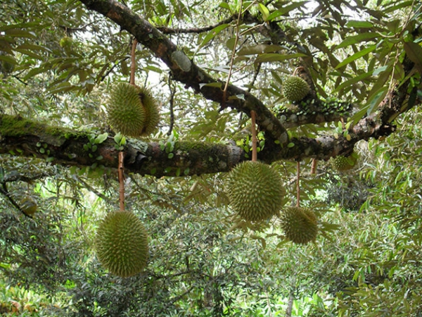 exotisches obst durian stinkfrucht
