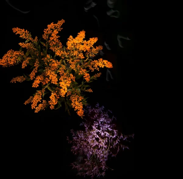 feuerwerke pflanzen orange lila
