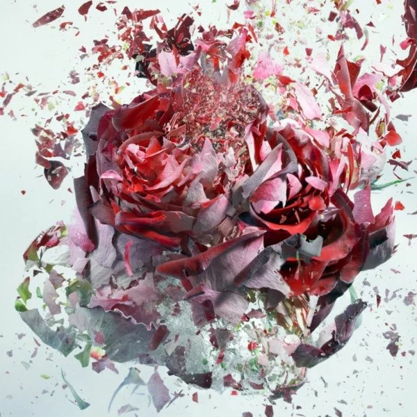 fotokunst explodierende rose kunst