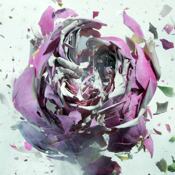 fotokunst lila rose explodierend