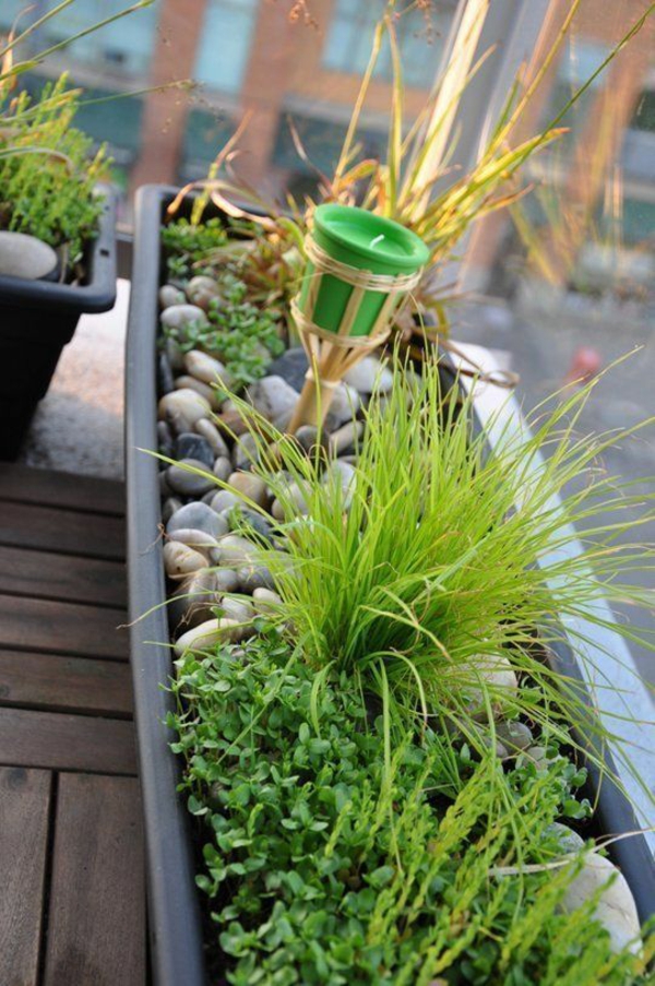 pflegeleichte Balkonpflanzen grün gras
