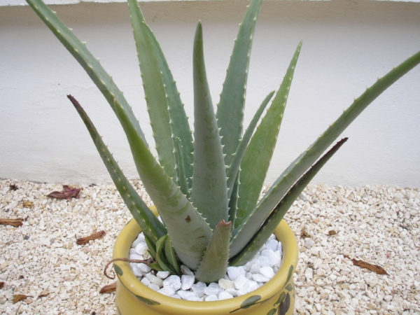 Gewürz und Heilpflanze Aloe Vera Heilpflanze robuste zimmerpflanzen