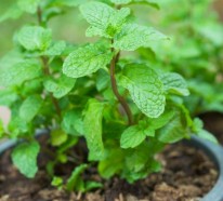 Heilpflanzen und Ihre Wirkung – 10 beliebte Gewürz- und Heilpflanzen