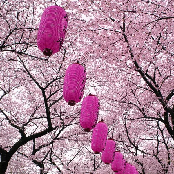 Japanische Laterne rosa baumkrone