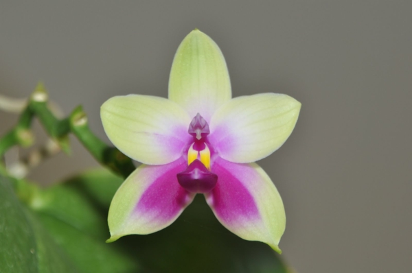 Phalaenopsis bellina orchidee orchideen arten