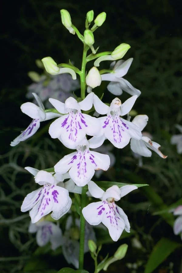Ponerorchis graminifolia orchidee  weiße blüte lila färbung