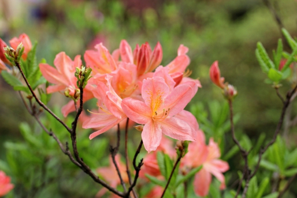 Rhododendron molle azalee arten schöne dekoideen