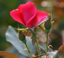 Tipps zur Rosenpflege übers Jahr – wie pflegt man die Rosen richtig