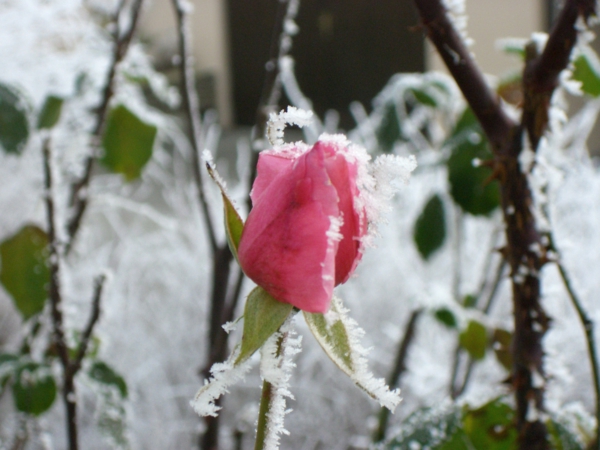 Rosen gartenpflanzen Rosenpflege winter blumen