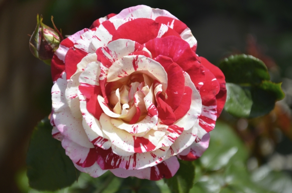 Rosen gartenpflanzen gießen Düngen Rosenpflege gartenkalender